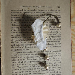 小花とコットンパールのイヤーカフ　（ホワイト）　 3枚目の画像