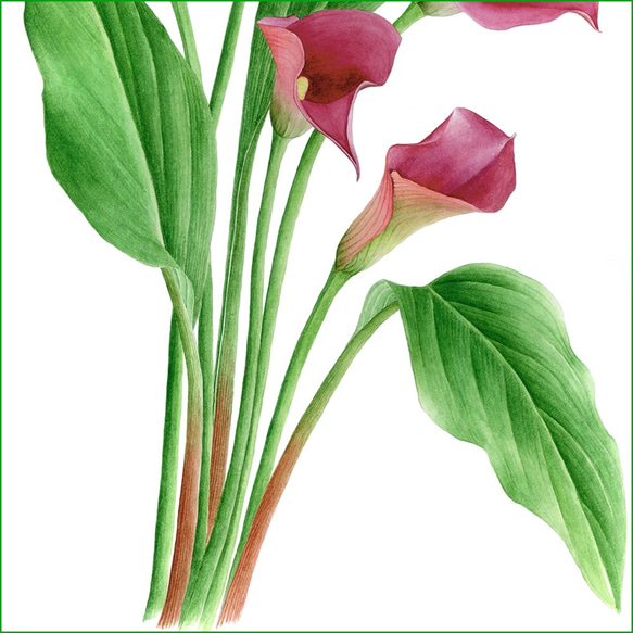 ボタニカルアート　カラー　植物画 4枚目の画像