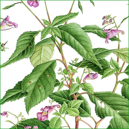 ボタニカルアート ツリフネソウ 植物画 絵画 Zinnia 通販