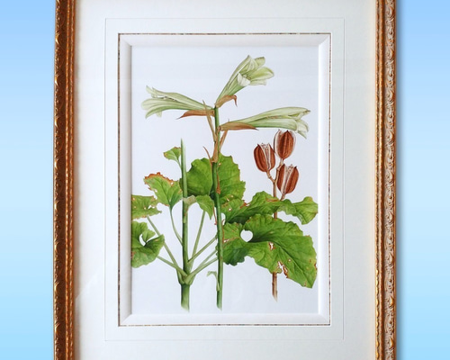 【絵画】ボタニカルアート「はまゆり」　原画 ボタニカルアート ヤマユリ 植物画 絵画 Zinnia 通販 13650774