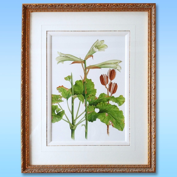 ボタニカルアート ウバユリ 植物画 絵画 Zinnia 通販 12478330