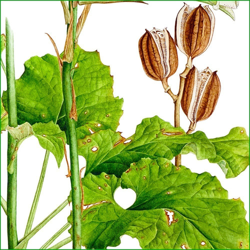 ボタニカルアート ウバユリ 植物画 絵画 Zinnia 通販 12478330｜Creema