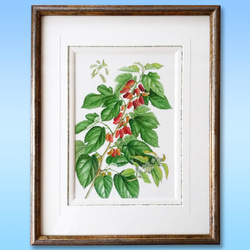 絵画 植物画 リース 水彩画 緑 ボタニカルアート art watercolor 植物画 #ボタニカルアート #細密画 #透明水彩 #サルスベリ #白