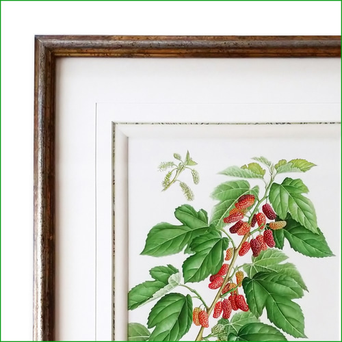 モダンボタニカルアート 極細線画 植物モチーフ ミニマル北欧