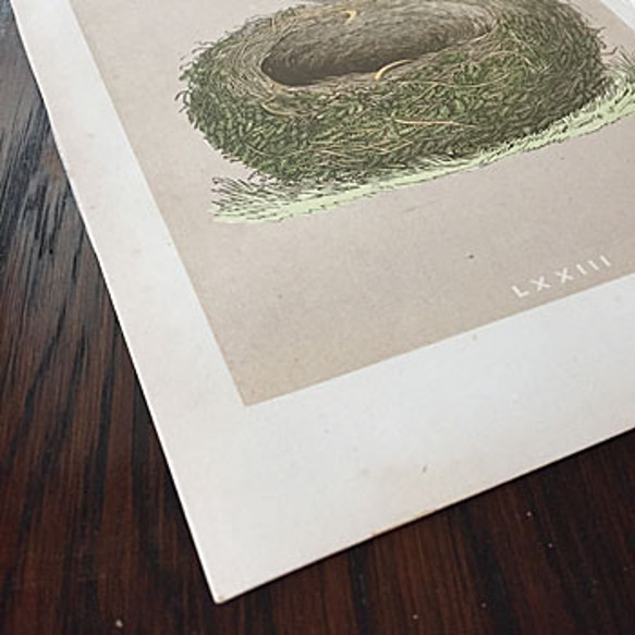 1875年　nest egg print　エッグプリント 紙もの 古紙 カリグラフィ 北欧のくらし 味紙 植物図鑑 2枚目の画像
