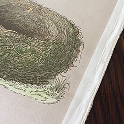 1875年　nest egg print　エッグプリント 紙もの 古紙 カリグラフィ 北欧のくらし 味紙 植物図鑑 4枚目の画像