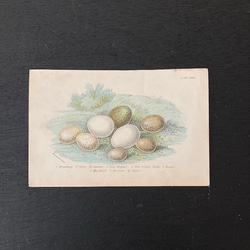 1899年　nest egg print　エッグプリント 紙もの 古紙 カリグラフィ 北欧のくらし 味紙 植物図鑑 1枚目の画像