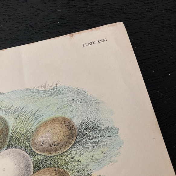 1899年　nest egg print　エッグプリント 紙もの 古紙 カリグラフィ 北欧のくらし 味紙 植物図鑑 2枚目の画像