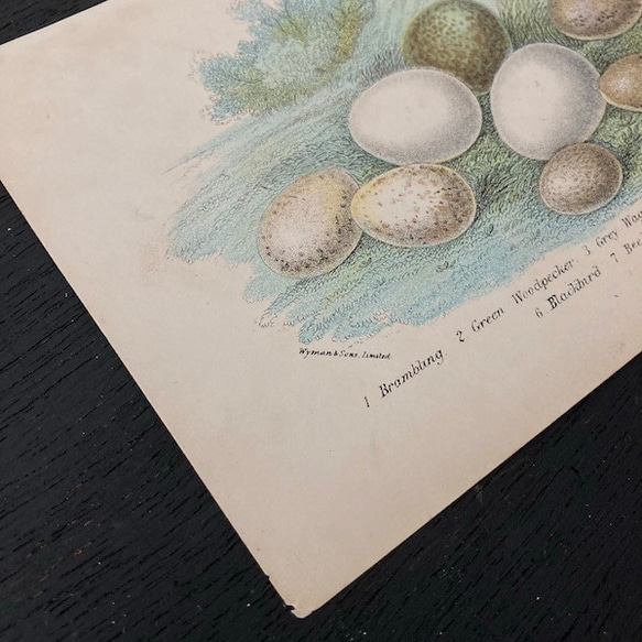 1899年　nest egg print　エッグプリント 紙もの 古紙 カリグラフィ 北欧のくらし 味紙 植物図鑑 3枚目の画像