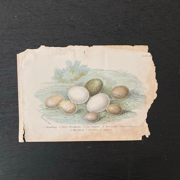 1899年　nest egg print　エッグプリント 紙もの 古紙 カリグラフィ 北欧のくらし 味紙 植物図鑑 1枚目の画像