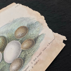 1899年　nest egg print　エッグプリント 紙もの 古紙 カリグラフィ 北欧のくらし 味紙 植物図鑑 4枚目の画像