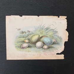 1899年　nest egg print　エッグプリント 紙もの 古紙 カリグラフィ 北欧のくらし 味紙 植物図鑑 1枚目の画像