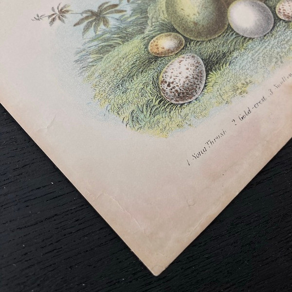 1899年　nest egg print　エッグプリント 紙もの 古紙 カリグラフィ 北欧のくらし 味紙 植物図鑑 4枚目の画像