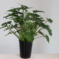 クッカバラ5.5号　観葉植物　初心者　育てやすい　インテリアプランツ　グリーン 3枚目の画像