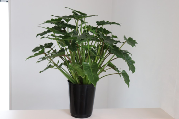 クッカバラ5.5号　観葉植物　初心者　育てやすい　インテリアプランツ　グリーン 3枚目の画像