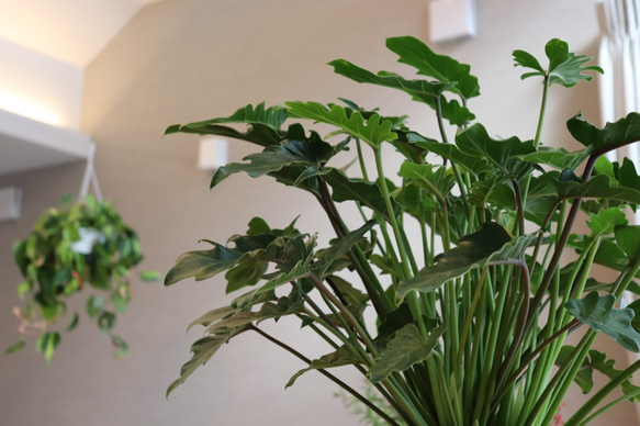 クッカバラ5.5号　観葉植物　初心者　育てやすい　インテリアプランツ　グリーン 5枚目の画像