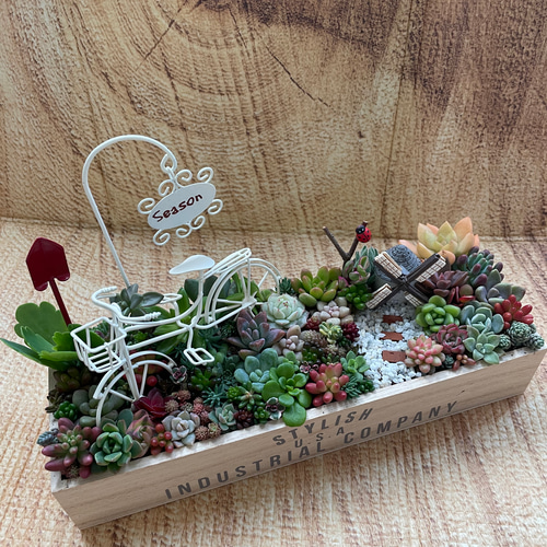 ☆多肉植物 寄せ植え〜どんぐりちゃんのアイアン自転車と木樽 ☆多肉植物 寄せ植え〜どんぐりちゃんのアイアン自転車と木樽