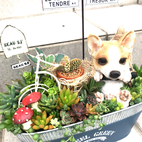 プレゼントにも〜受注制作わんちゃんor猫ちゃん箱庭風多肉植物寄せ植え