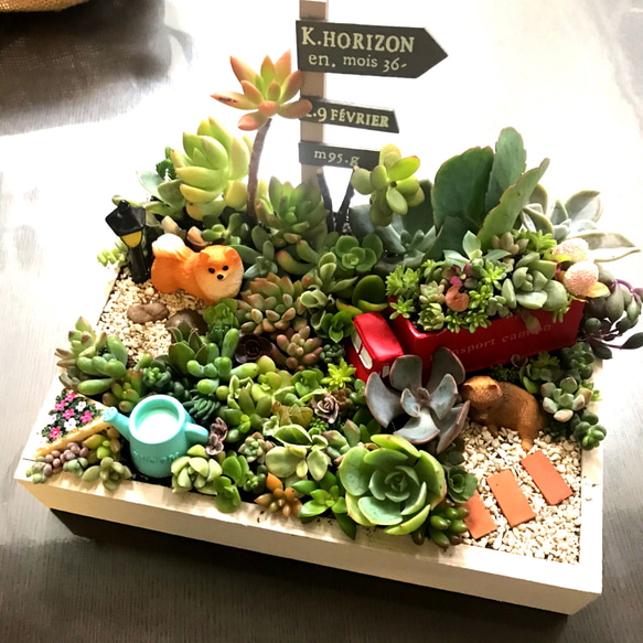 プレゼントにも〜受注制作わんちゃん箱庭風多肉植物寄せ植え 多肉植物