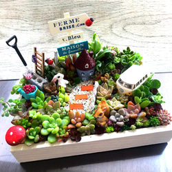 受注制作 うさぎりす箱庭風多肉植物寄せ植え 多肉植物 まぁちゃん 通販