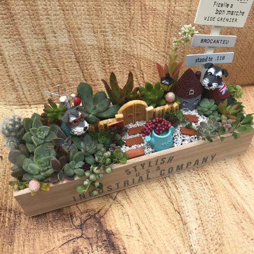 値下げしました♪♪★★箱庭風❤️★寄せ植え★このまま飾れます★多肉植物★★ 受注制作 ガーデン箱庭風多肉植物寄せ植え 多肉植物 まぁちゃん