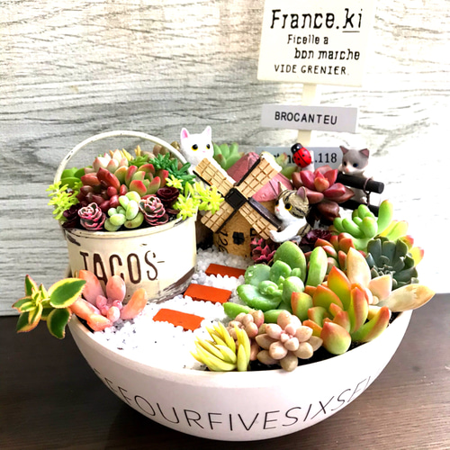 ★多肉植物　寄せ植え〜食いしん坊にゃんこのキッチン風寄せ〜★ ☆多肉植物 寄せ植え〜食いしん坊にゃんこのキッチン風寄せ〜☆