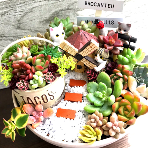 ★多肉植物　寄せ植え〜食いしん坊にゃんこのキッチン風寄せ〜★ ☆多肉植物 寄せ植え〜食いしん坊にゃんこのキッチン風寄せ〜☆