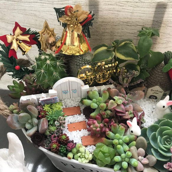 うさぎちゃんクリスマス&お正月サボテン多肉植物寄せ植え 4枚目の画像