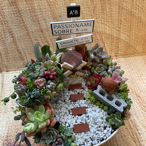 受注制作 円形 箱庭風多肉植物寄せ植え 多肉植物 まぁちゃん 通販