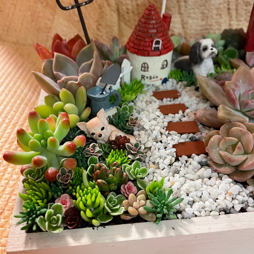 プレゼントにも〜受注制作 わんちゃんガーデン箱庭風多肉植物寄せ植え