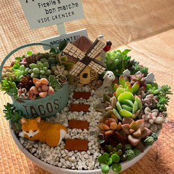 ❤️多肉植物❤️そのまま飾れる寄せ植え❤️スイカねこちゃん❤️ 受注制作 円形わんちゃんにゃんこ箱庭風多肉植物寄せ植え 多肉