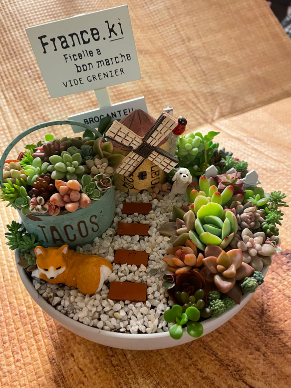 ☆多肉植物 寄せ植え〜食いしん坊にゃんこのキッチン風寄せ〜☆