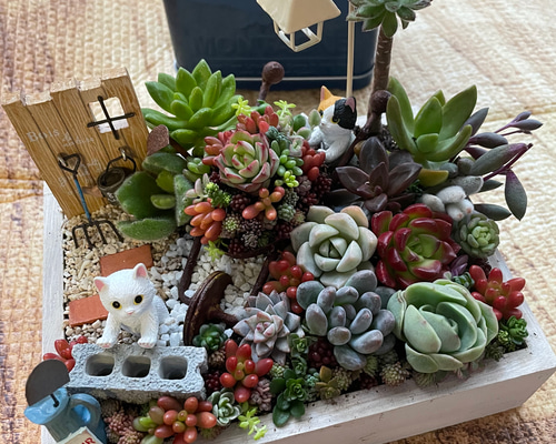 ☆多肉植物 寄せ植え〜食いしん坊にゃんこのキッチン風寄せ〜☆ 寄せ植え