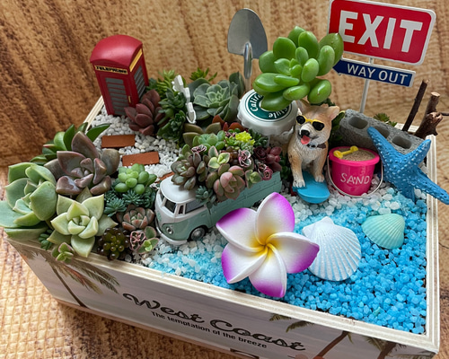 受注制作 サーフィンわんちゃん箱庭風多肉植物寄せ植え 多肉植物 まぁ