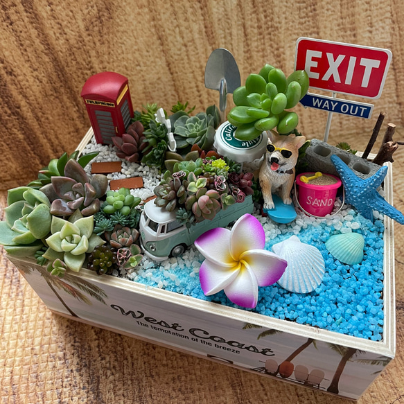 受注制作 サーフィンわんちゃん箱庭風多肉植物寄せ植え 多肉植物 まぁ