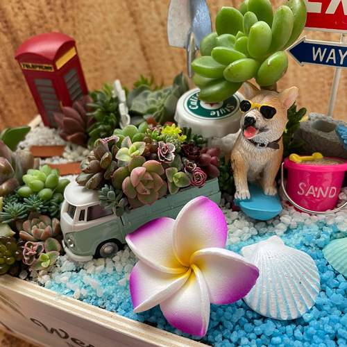 受注制作 サーフィンわんちゃん箱庭風多肉植物寄せ植え 多肉植物 まぁ