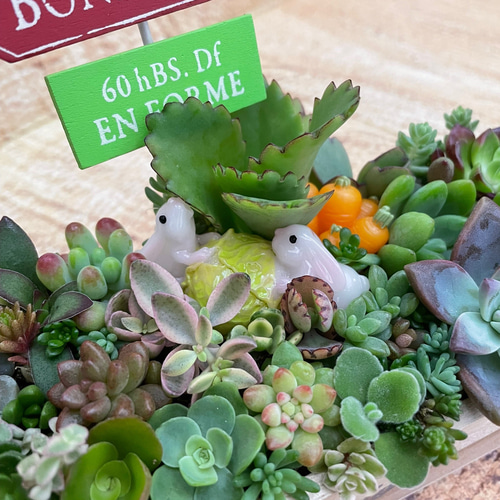 受注制作 うさぎさんガーデン箱庭風多肉植物寄せ植え 多肉植物 受注制作 うさぎさんガーデン箱庭風多肉植物寄せ植え 多肉植物