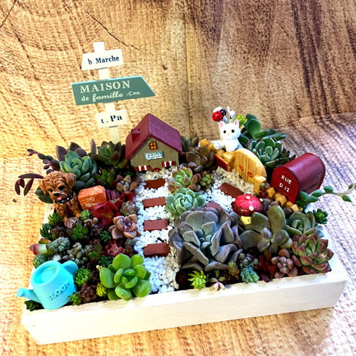 プレゼントにも〜わんにゃん箱庭風多肉植物寄せ植え 多肉植物 まぁ