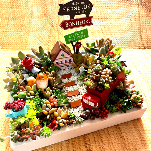 プレゼントにも〜わんにゃん箱庭風多肉植物寄せ植え 多肉植物 まぁ