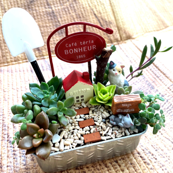 専用 ミニカフェ風箱庭風多肉植物寄せ植え 多肉植物 まぁちゃん 通販