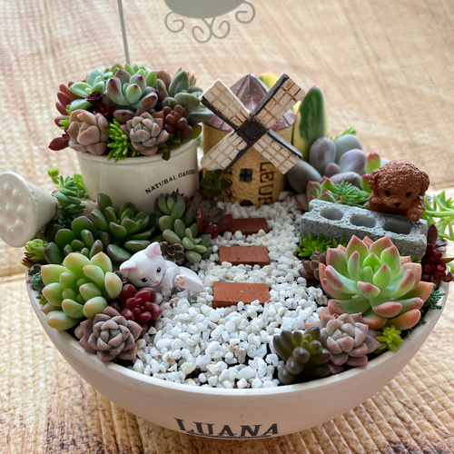 多肉植物の寄せ植え♡わんちゃんのサマーリゾート♡そのまま飾れる-