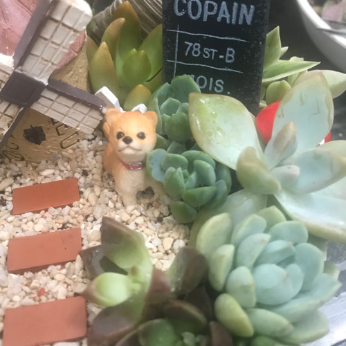 ❤️専用♥多肉植物❤️そのまま飾れる寄せ植え❤️茶トラちゃん❤️ 多肉植物寄せ植え そのまま飾れる 2つセット☆* 多肉植物寄せ