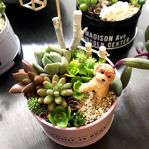 受注制作 ミニ箱庭風〜多肉植物寄せ植え その他インテリア雑貨 まぁ