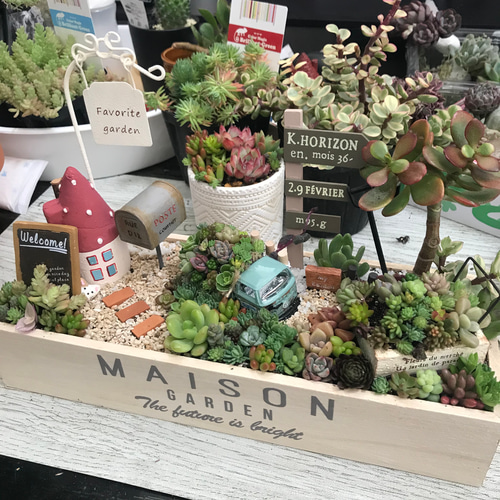 箱庭風多肉植物寄せ植え その他インテリア雑貨 まぁちゃん 通販