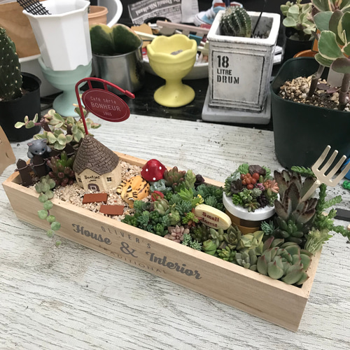 受注制作 ガーデン箱庭風多肉植物寄せ植え 多肉植物 まぁちゃん 受注制作 ガーデン箱庭風多肉植物寄せ植え 多肉植物 まぁちゃん
