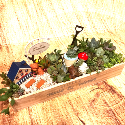 値下げしました♪♪★★箱庭風❤️★寄せ植え★このまま飾れます★多肉植物★★ 受注制作 ガーデン箱庭風多肉植物寄せ植え 多肉植物 まぁちゃん