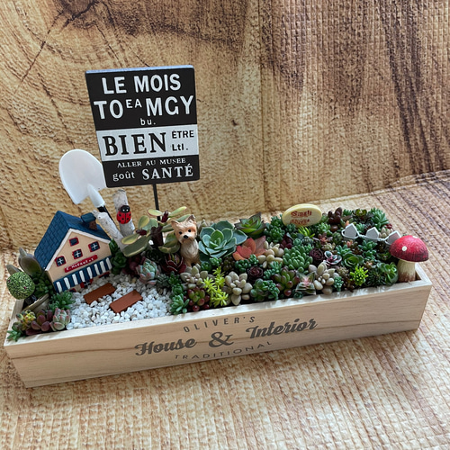 受注制作 ガーデン箱庭風多肉植物寄せ植え 多肉植物 まぁちゃん