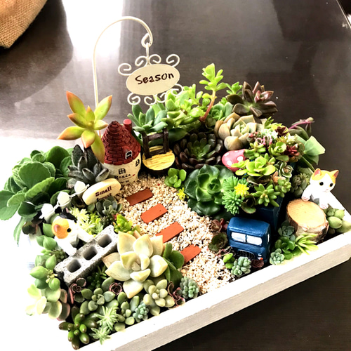 ☆多肉植物 寄せ植え〜食いしん坊にゃんこのキッチン風寄せ〜☆