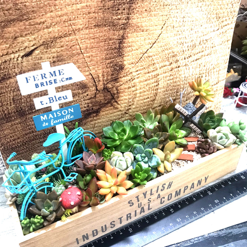 受注制作自転車とお庭箱庭風多肉植物寄せ植え 多肉植物 まぁちゃん
