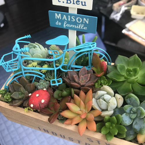 受注制作自転車とお庭箱庭風多肉植物寄せ植え 多肉植物 まぁちゃん